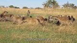 看着猎豹抓到一只羚羊，饿红眼的鬣狗冲出去就抢，网友：不自量力