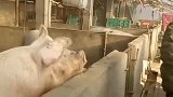 猪：放开我儿子，你们要干什么！