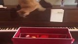 我怀疑这只橘猫是贝多芬转世，打算给它报个班，让它多学学钢琴！