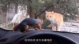 猫咪与松鼠隔窗相遇，双方的反应太逗了！看完忍住别笑！