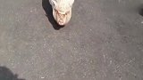 小胖猪走路小尾巴摇个不停，看一次笑一次