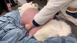 雪橇犬在南方体验：暖水袋真好萨摩耶