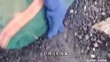 男子水塘捉黄鳝感觉脚底有东西，顺手一拿发现是炮弹，吓得立即报警