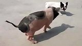 猪急了也会咬狗的，狗子惹不起！