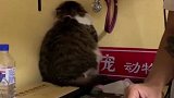 又怂又乖的猫，猫我看不见你你就看不见我