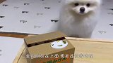 到嘴的食物莫名消失，博美看后懵圈了，一定憋住别笑