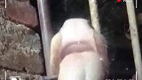 牛牛用舌头越狱