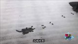 分享只全自动猫咪扫地机器人，奇奇怪怪又可可爱爱