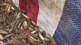 男子抓到鱼，说是真正的原生态鱼，这鱼要水质特别好才会有
