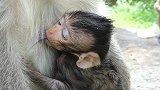 小猴子生出来没有几天，可爱的新生猴子