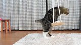 猫咪怎样荡秋千，前奏像打醉拳