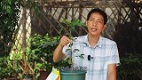 阳台盆栽黄皮果，记好这些养护要点，挂果快