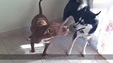 哈士奇和比特犬打架，二哈突然放大招，比特犬当场走开了