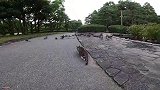 镜头前，花狸猫上演捕猎鸽子秀