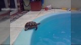 小乌龟在水池边趴着，掉了下去，真是太搞笑了！