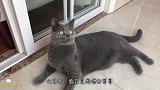 猫咪看到逗猫棒眼睛都直了，四只猫爪子到处扑腾，蠢萌蠢萌的