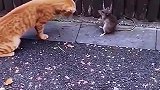 老鼠跟猫正面刚起来了