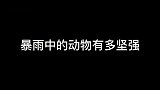 不放弃！看看暴雨中的动物有多坚强