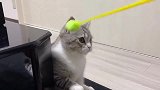 铲屎官逗猫，猫咪看见逗猫棒就不得了了，看吧它乐的