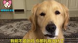 金毛不好好上课还逃学，找借口说男主去世，这给老师吓得