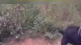 你知道什么叫牧羊犬吗