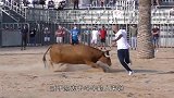 斗牛现场太尴尬，牛儿躺地不起“耍无赖”，一旁的裁判遭了殃！
