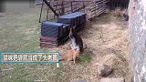 猫咪把袋鼠当成了大老鼠 上前就想一招锁喉