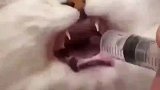 猫咪喝药喝到吐泡泡，良药苦口也太苦了