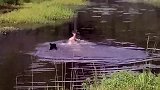 黑熊水中捕猎麋鹿，由于捕猎技术太差，被对方给戏耍了一番
