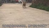 金毛准备去干架，发现对方有四条狗后，赶紧回家找马犬帮忙干！