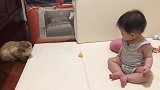 猫猫和宝宝为一个玩具僵持不下！最后还是宝宝技高一筹，打破僵局