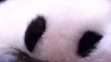 出生的小熊猫进入了叛逆期，熊猫妈妈教育后服服贴贴