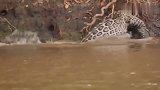 鳄鱼在水里游的好好的，哪里会想到被豹子盯上，太倒霉了