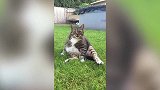 坐在草地上的猫咪，看这搞怪的小表情，这是要笑死我！