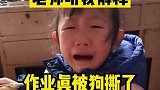 老师你听我说！我的作业真的被狗子撕了