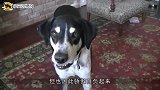 5只狗狗互相看不顺眼，隔着铁门要“打群架”下一秒画风突变