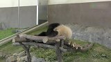厉害了我的熊！不愧是国宝大熊猫，连玩闹姿势都这么霸气！