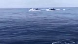 虎鲸游艇的时速也追不上虎鲸群！