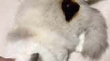 糊的猫后续来了，剪短了毛发，没有受伤！铲屎官不在旁边，请勿给小猫在暖炉旁取暖沙雕猫咪的日常