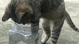 猫咪吃不到鱼