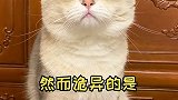 养了一只疑神疑鬼的猫，没病也被吓出病来了……猫 萌宠 萌宠成精了 剧情 剧情反转 动物故事