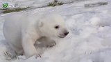 可爱的北极熊宝宝，第一次被饲养员带到雪中，冻得小爪子直抬！