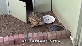 乌龟第一次吃草莓，没想到是这样的反应，下一秒请憋住别笑！