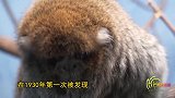 世人认为早已灭绝物种僧面猴，80年后重现人间