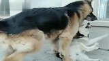 哈士奇和德国牧羊犬打架输了武力值，在智商上面也被碾压！