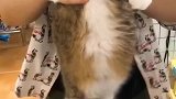 猫：铲屎的放开我，我才不要吹风！