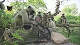 男子将仿真猴丢入猴群，母猴以为自己失手杀猴，场面让人落泪