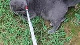 猫小鱼干都没吃饱，哪还有劲走路啊！