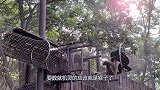 公猴给母猴抓虱子，就再也没有消停过，简直辣眼睛