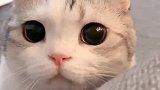 这个世界上怎么会有这么可爱的小猫咪呢！